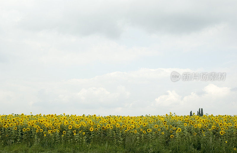 向日葵田(Helianthus annuus)